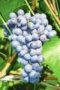 Agat Do�ski