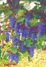 Winoro�l i ekologia