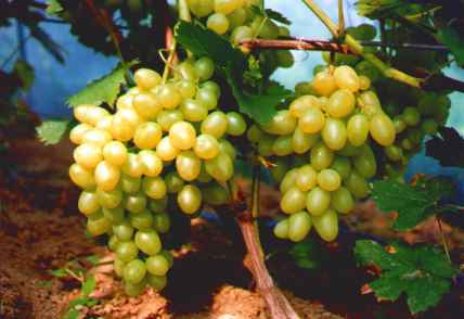 Winoro�l w uprawie ogrodowej