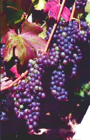 grona winoro�li