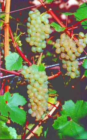 winoro�l w uprawie na wino