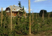 fot. Winnica Mi�osz