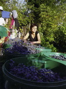 fot. Winnica Karoliny i Mariusza Pacholak�w