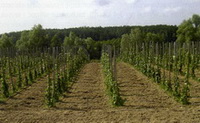 fot. Winnica Pa�ac Mierz�cin