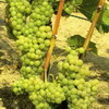 Seyval Blanc