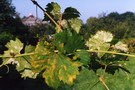 M�czniak rzekomy winoro�li