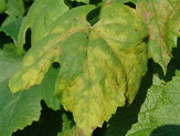 M�czniak rzekomy winoro�li