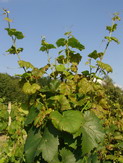 M�czniak rzekomy winoro�li
