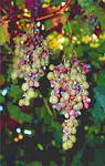 M�czniak w�a�ciwy winoro�li