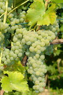 Seyval Blanc