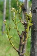 Prz�dziorki