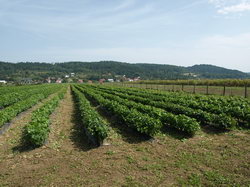 Szk�ka winoro�li