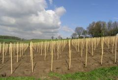 La vigna dell'Universita di Cracovia