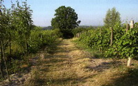 fot. Winnica w �widnicy