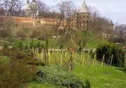 fot. Winnica W�gierka