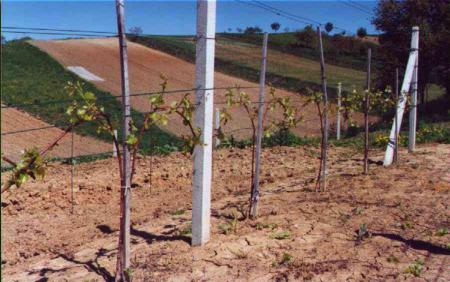 M�oda winnica
