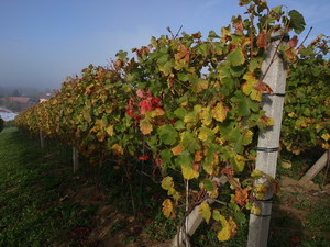 Winoro�l Regent